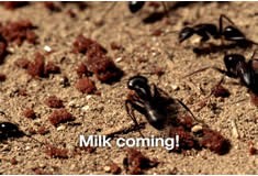 “Ants”